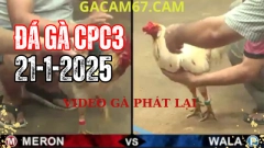 Video xem lại Đá Gà Trực Tiếp thomo ở bồ CPC3 tại campuchia Ngày 20-1-2025