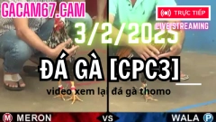 Đá Gà Trực Tiếp thomo CPC3 ngày 3-2-2025 mùng 6 tết video xem lại hôm nay .dagatructiep1